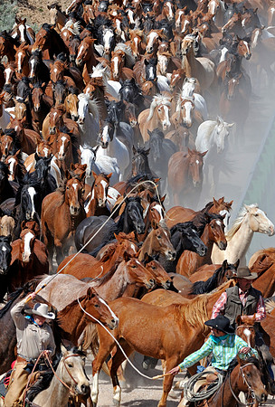 The Great American Horse Drive