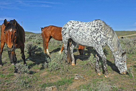The Great American Horse Drive