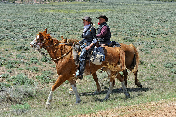 The Great American Horse Drive