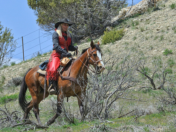 The Great American Horse Drive