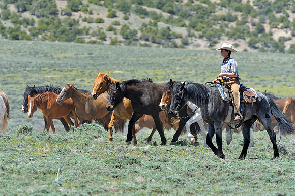 The Great American Horse Drive