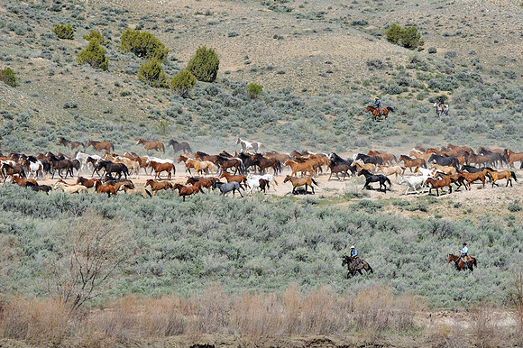 The Great American Horse Drive