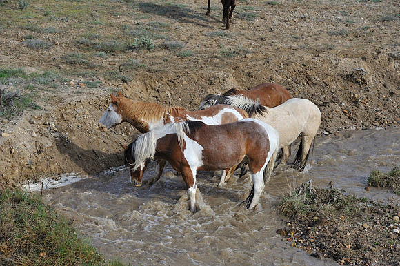 The Great American Horse Drive