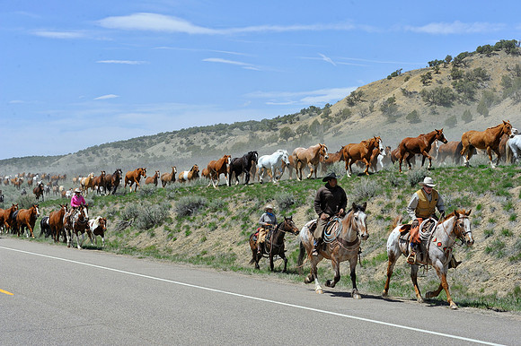 The Great American Horse Drive