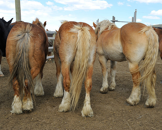 The Great American Horse Drive