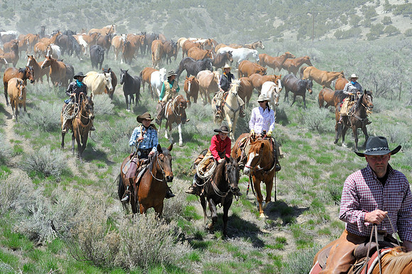 The Great American Horse Drive