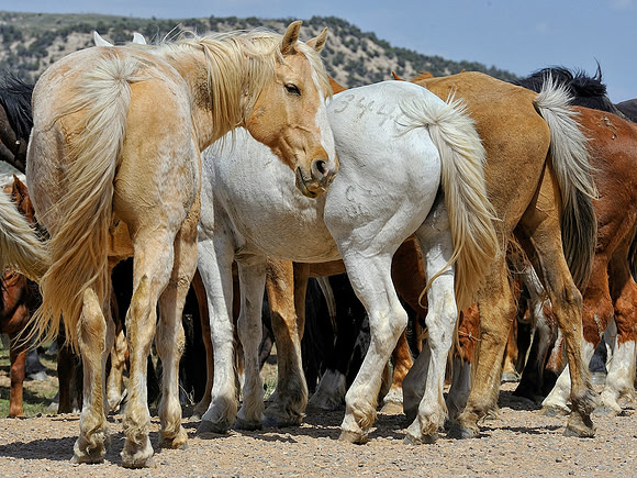 The Great American Horse Drive