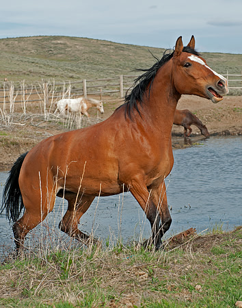 The Great American Horse Drive