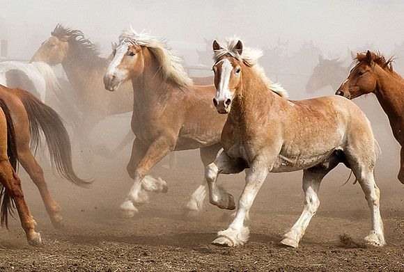 horse-drive-sombrero-331A