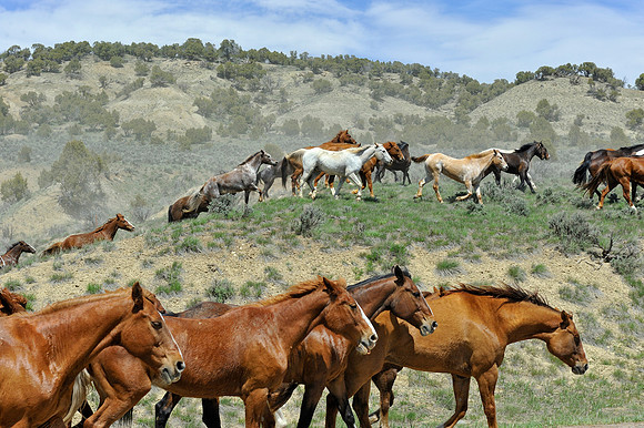The Great American Horse Drive