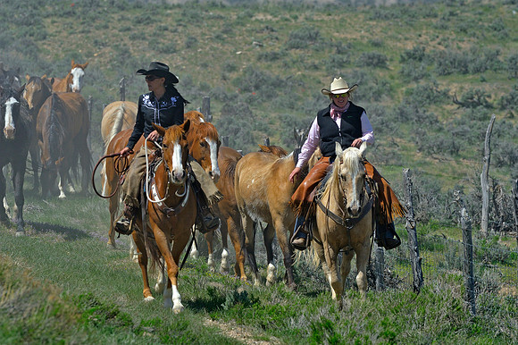 The Great American Horse Drive