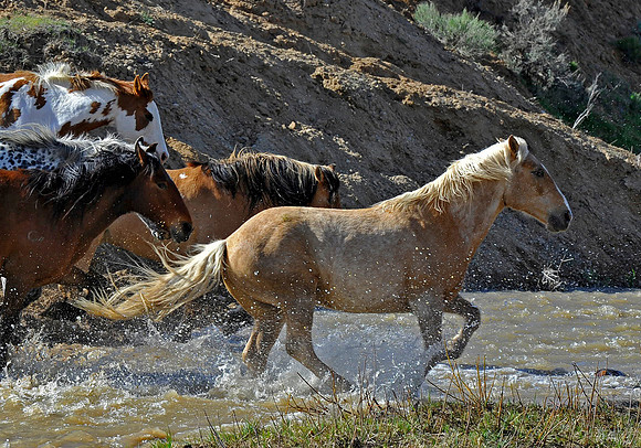 The Great American Horse Drive