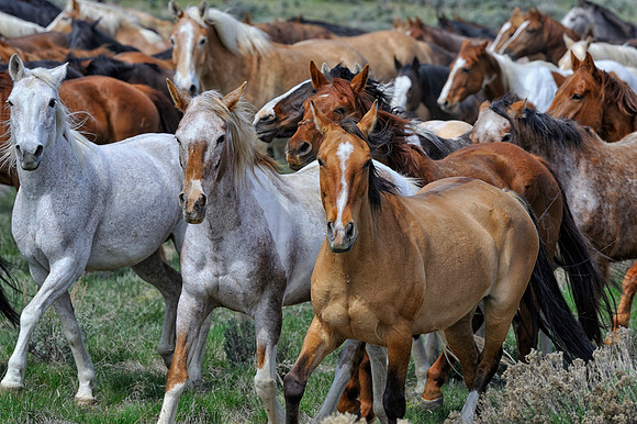 The Great American Horse Drive
