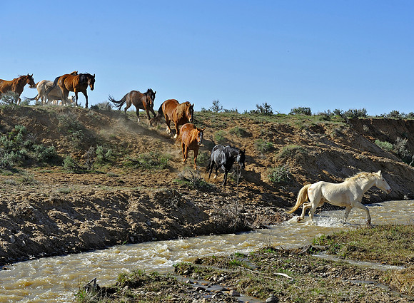 The Great American Horse Drive