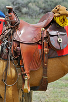 The Great American Horse Drive