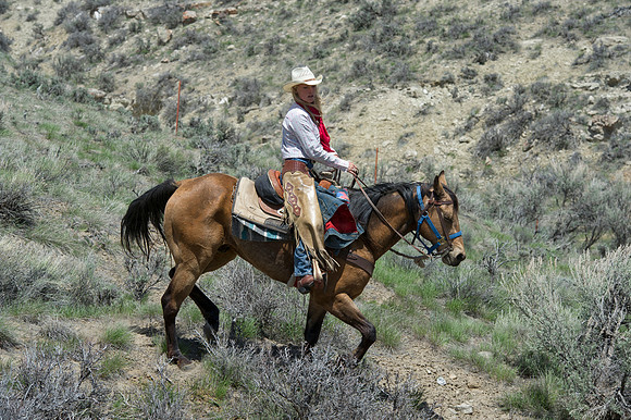 The Great American Horse Drive