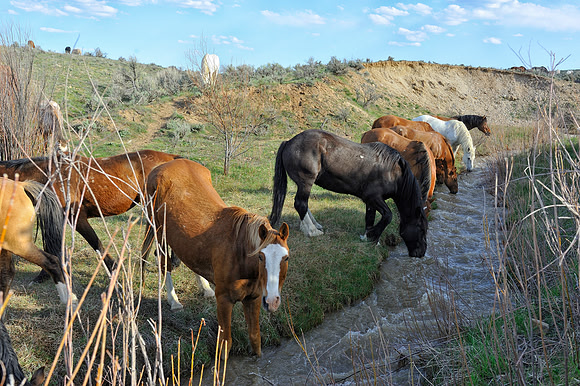 The Great American Horse Drive