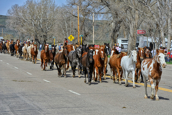 The Great American Horse Drive
