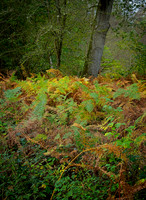 20211101 Winkworth Arboretum.0044