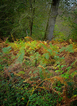 20211101 Winkworth Arboretum.0044