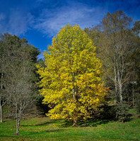 20211101 Winkworth Arboretum.0030