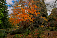 20211101 Winkworth Arboretum.0068