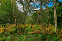 20211101 Winkworth Arboretum.0039
