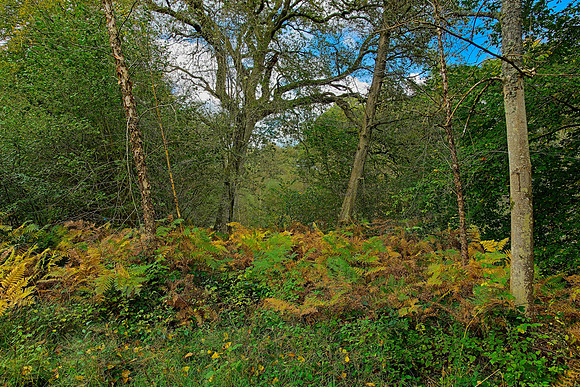 20211101 Winkworth Arboretum.0039