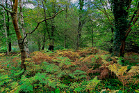 20211101 Winkworth Arboretum.0059 1