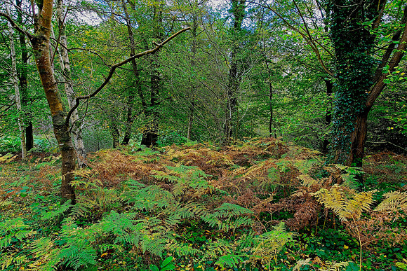 20211101 Winkworth Arboretum.0059 1