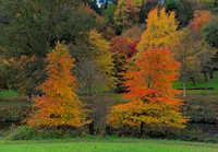 20211101 Winkworth Arboretum.0142 1