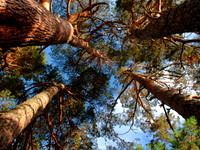Trees & Forests