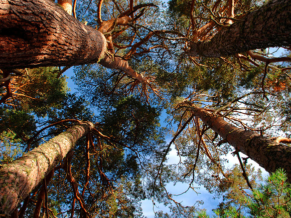 Caledonian Pines