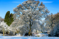Oak Tree in the snow