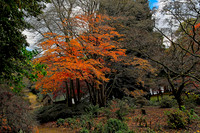 20211101 Winkworth Arboretum.0087 1 1