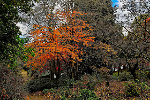 20211101 Winkworth Arboretum.0087 1 1
