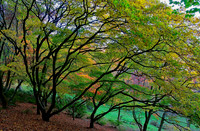 20211101 Winkworth Arboretum.0404 1