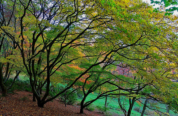 20211101 Winkworth Arboretum.0404 1