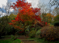 20211101 Winkworth Arboretum.0078 1