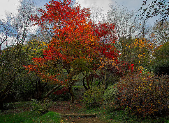 20211101 Winkworth Arboretum.0078 1