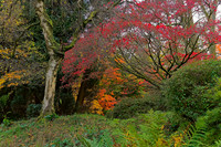 20211101 Winkworth Arboretum.0101