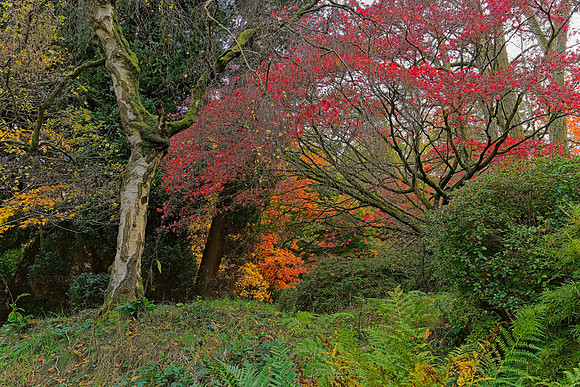 20211101 Winkworth Arboretum.0101