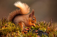 Red Squirrel with nut