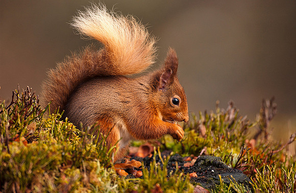 Red Squirrel with nut