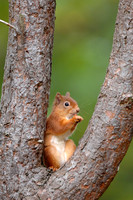 Red Squirrel in tree