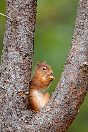 Red Squirrel in tree