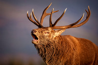 Red Stag