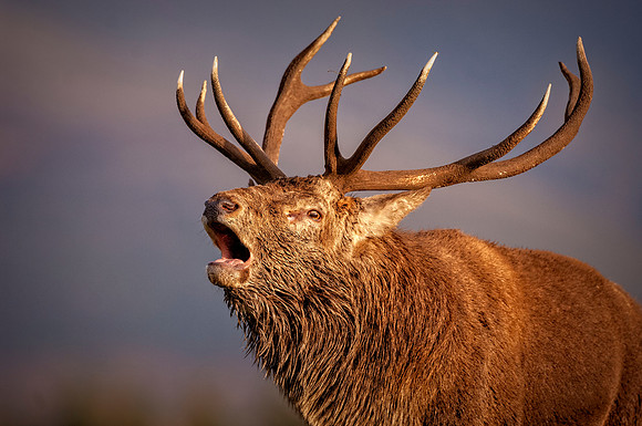 Red Stag