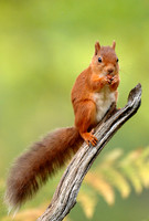 Red Squirrel