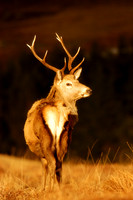Red Deer in golden sunlight